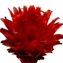 Artikel Plumosum 1 Rood 25 st