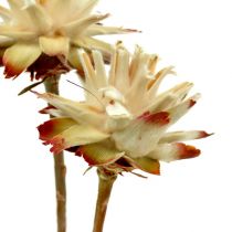 Leucospermum 1-3 Mix crème 100 koppen