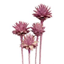 Artikel Leucospermum 1 braam mat 25 st