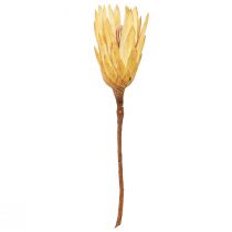 Artikel Eiwit gedroogde Repens crème 1e keus 10-12cm 25 st