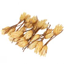 Artikel Eiwit gedroogde Repens crème 1e keus 10-12cm 25 st