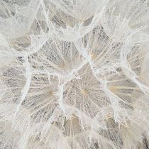 Artikel Decoratieve paardenbloem in het wit – delicate gedroogde bloemen voor stijlvolle arrangementen Ø11cm 6 st.