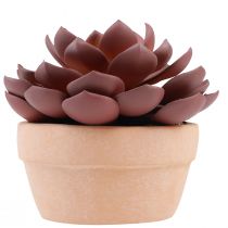 Artikel Vetplant in pot Echeveria kunst rood Ø15cm