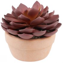 Vetplant in pot Echeveria kunst rood Ø15cm