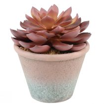 Artikel Vetplant in pot Echeveria kunst rood vintage Ø15cm H16cm