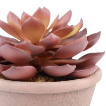 Artikel Vetplant in pot Echeveria kunst rood vintage Ø15cm H16cm
