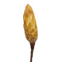 Artikel Repens crème klein 50 st