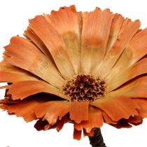 Artikel Repens Rozet Naturel 6-7cm 50 st