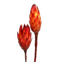 Repens rood 2-tone 25st
