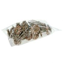 Artikel Repens rozet 6-7cm white washed 25 st