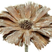 Artikel Protea rozet 8-9cm white washed 25 st