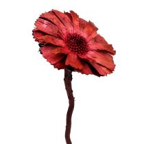 Artikel Repens Rozet Erika 8cm - 9cm 25 st