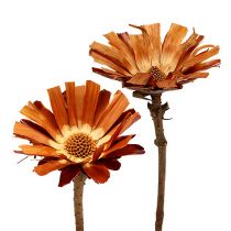 Artikel Repens Rozet Super 10 - 12cm 20 st