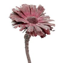 Artikel Protea rozet heather frosted Ø8-9cm 25st