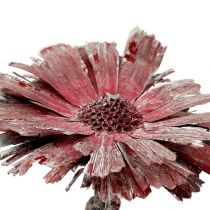 Protea rozet heather frosted Ø8-9cm 25st