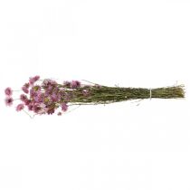 Artikel Strobloemen gedroogde bloemen roze Acroclinium bos 20g
