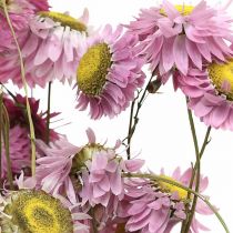 Artikel Strobloemen gedroogde bloemen roze Acroclinium bos 20g