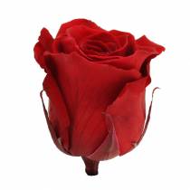 Infinity rozen groot Ø5.5-6cm rood 6st