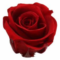 Artikel Geconserveerde rozen medium Ø4-4,5cm rood 8 st