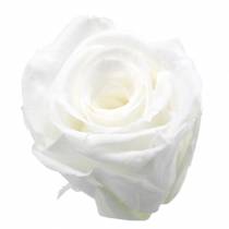 Geconserveerde rozen medium Ø4-4,5cm wit 8st