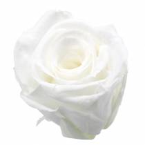 Artikel Geconserveerde rozen medium Ø4-4,5cm wit 8 st