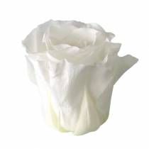 Artikel Geconserveerde rozen medium Ø4-4,5cm wit 8 st