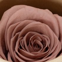 Artikel Geconserveerde rozenkoppen, romantisch cadeau, lang houdbare rozen voor speciale gelegenheden, 5 cm, 6 stuks