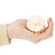 Artikel Rozenkoppen, geconserveerde bloemen voor elegante bloemstukken, 5 cm, 6 stuks