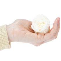 Artikel Geconserveerde rozenkoppen, duurzame tafeldecoratie voor een romantische sfeer, bruiloftsdecoratie, 5 cm, 6 stuks