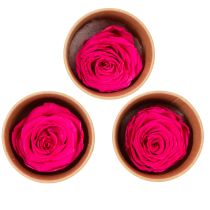 Artikel Geconserveerde rozendecoraties, echte bloemen voor tafeldecoratie, unieke en duurzame bloemen, 5 cm, 6 stuks