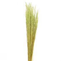 Bent Grass Agrostis Capillaris Droge Grassen Groen 65cm 80g
