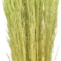 Artikel Bent Grass Agrostis Capillaris Droge Grassen Groen 65cm 80g