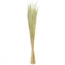 Artikel Bent Grass Agrostis Capillaris Droge Grassen Groen 65cm 80g