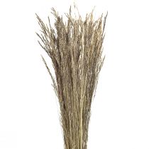 Artikel Gebogen Gras Agrostis Capillaris Droog Gras Natuur 60cm 80g