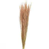 Rood Bent Gras Agrostis Droog Gras Rood Bruin 65cm 80g