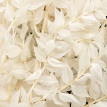 Artikel Ruscus takken decoratieve takken droogbloemen gebleekt 10 stuks