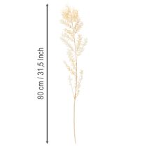 Artikel Gedroogde decoratieve tak van Ruscus, gebleekte Ruscus, 200 g