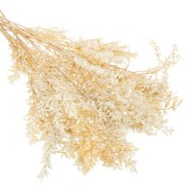 Artikel Gedroogde decoratieve tak van Ruscus, gebleekte Ruscus, 200 g