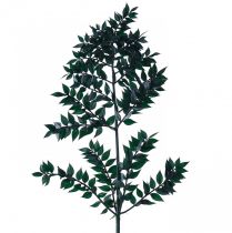 Artikel Ruscus groene siertakken donkergroen 75-95cm 1kg