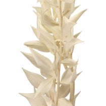 Artikel Ruscus gedroogde siertak Ruscus gebleekt 62cm 1 stuk