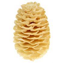 Artikel Sabulosum kegels gebleekt 500g