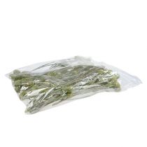 Artikel Sabulosum tak 4-6 Groen mat 25 stuks