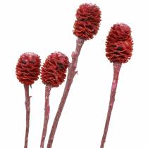 Decoratietakken Sabulosum rood gematteerd 4-6 25 stuks