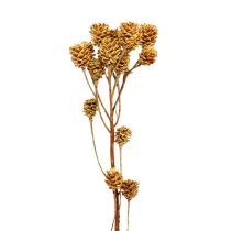 Artikel Salignum tak lichte leucadendron bloemen op de tak 25 st