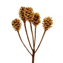 Artikel Salignum light 4-6 bloemen op de Leucadendron tak 100 stuks