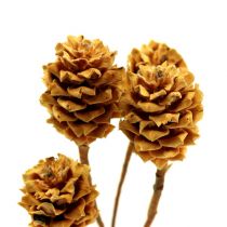 Artikel Salignum light 4-6 bloemen op de Leucadendron tak 100 stuks