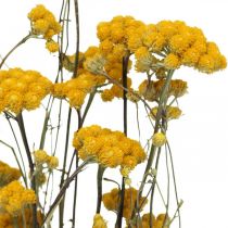 Bosje kerriestruik, gele gedroogde bloem, gouden zon, Italiaanse helichrysum L58cm 45g