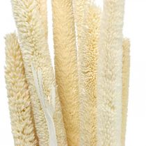 Riet deco rietgras gedroogd gebleekt H60cm bos
