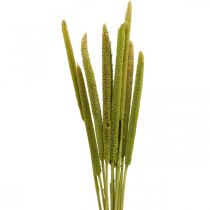 Riet cob deco rietgras gedroogd groen H60cm bos