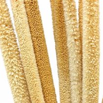 Riet cob deco rietgras gedroogd naturel H60cm bos
